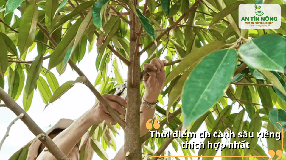 Thời điểm tỉa cành thích hợp giúp cây phục hồi nhanh, không ảnh hưởng sinh trưởng.