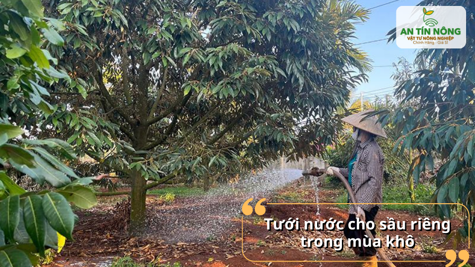 Cung cấp đủ ẩm giúp cây duy trì sinh trưởng và ổn định bộ rễ.