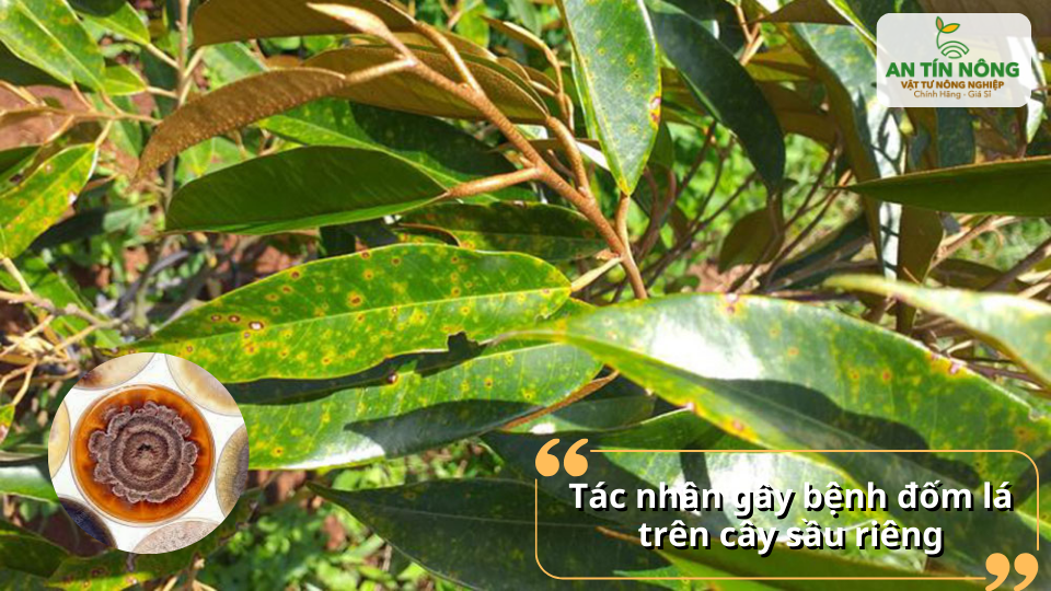 Cận cảnh lá sầu riêng bị đốm tròn vàng nâu do nấm gây hại
