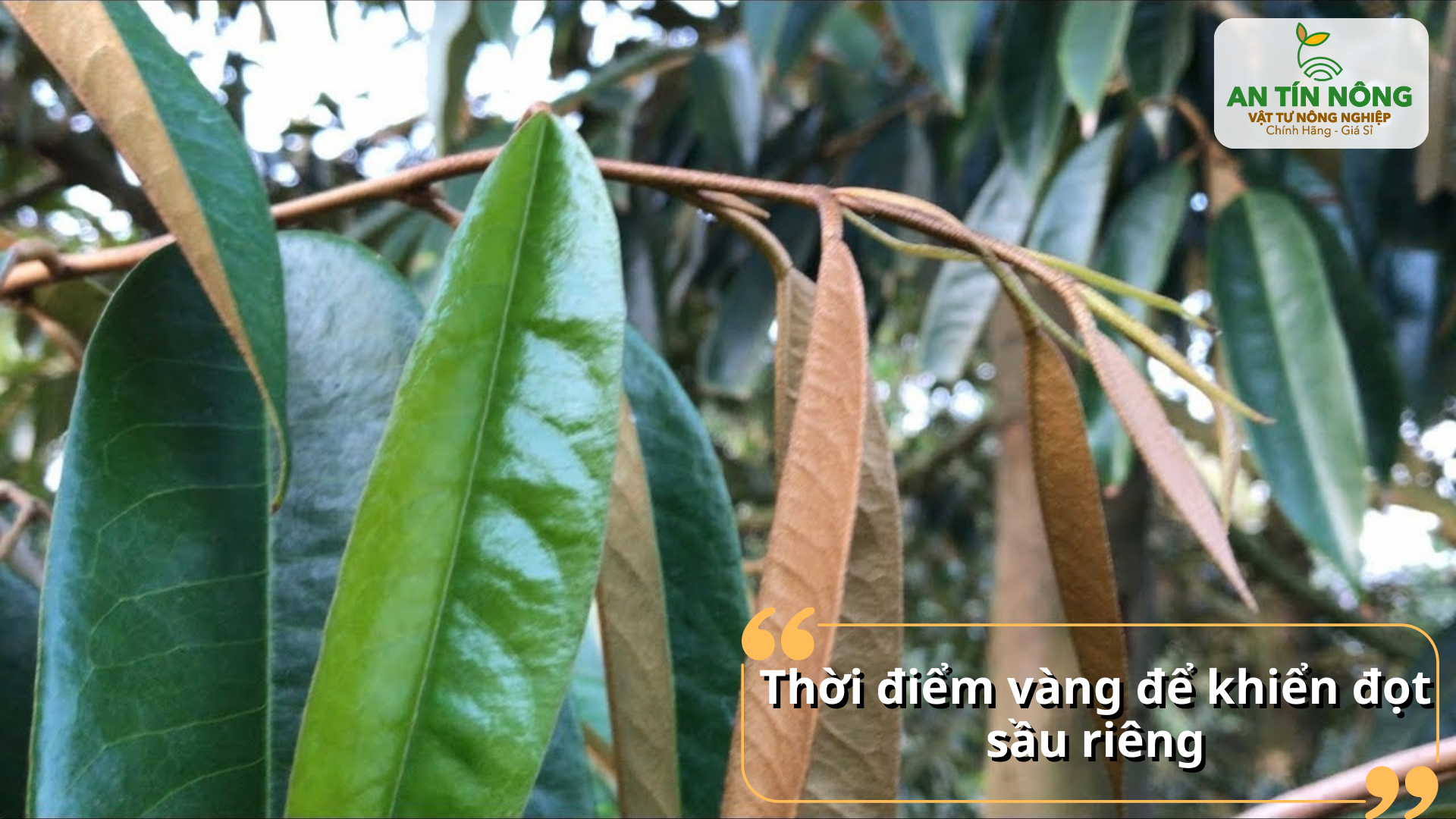 Chọn đúng thời điểm khiển đọt giúp cây phân hóa mầm hoa tốt, hạn chế rụng hoa và trái non.