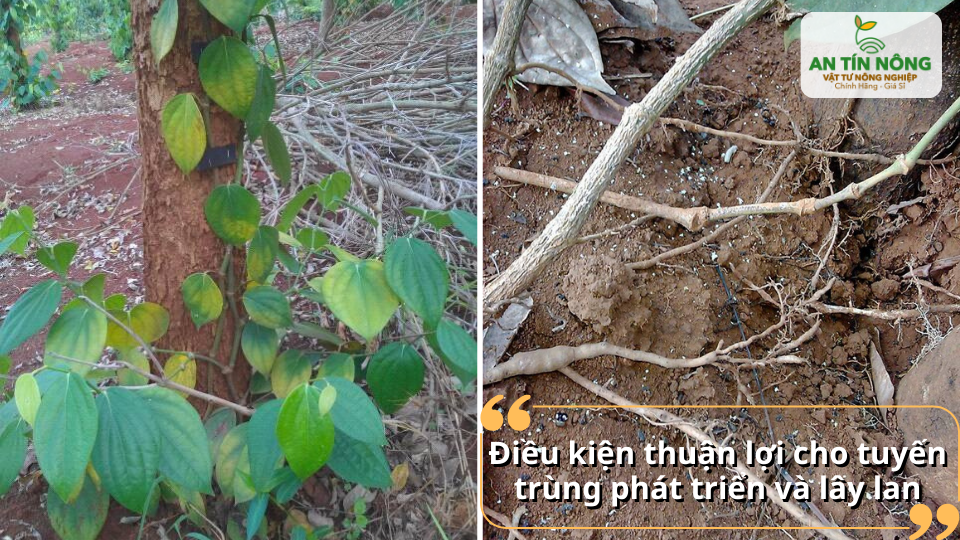 Cây hồ tiêu vàng lá, suy yếu do rễ bị tuyến trùng phá hoại.