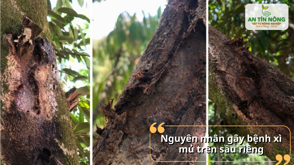 Nấm Phytophthora, vết thương cơ giới, úng nước, thoát nước kém… là nguyên nhân chính khiến sầu riêng bị xì mủ