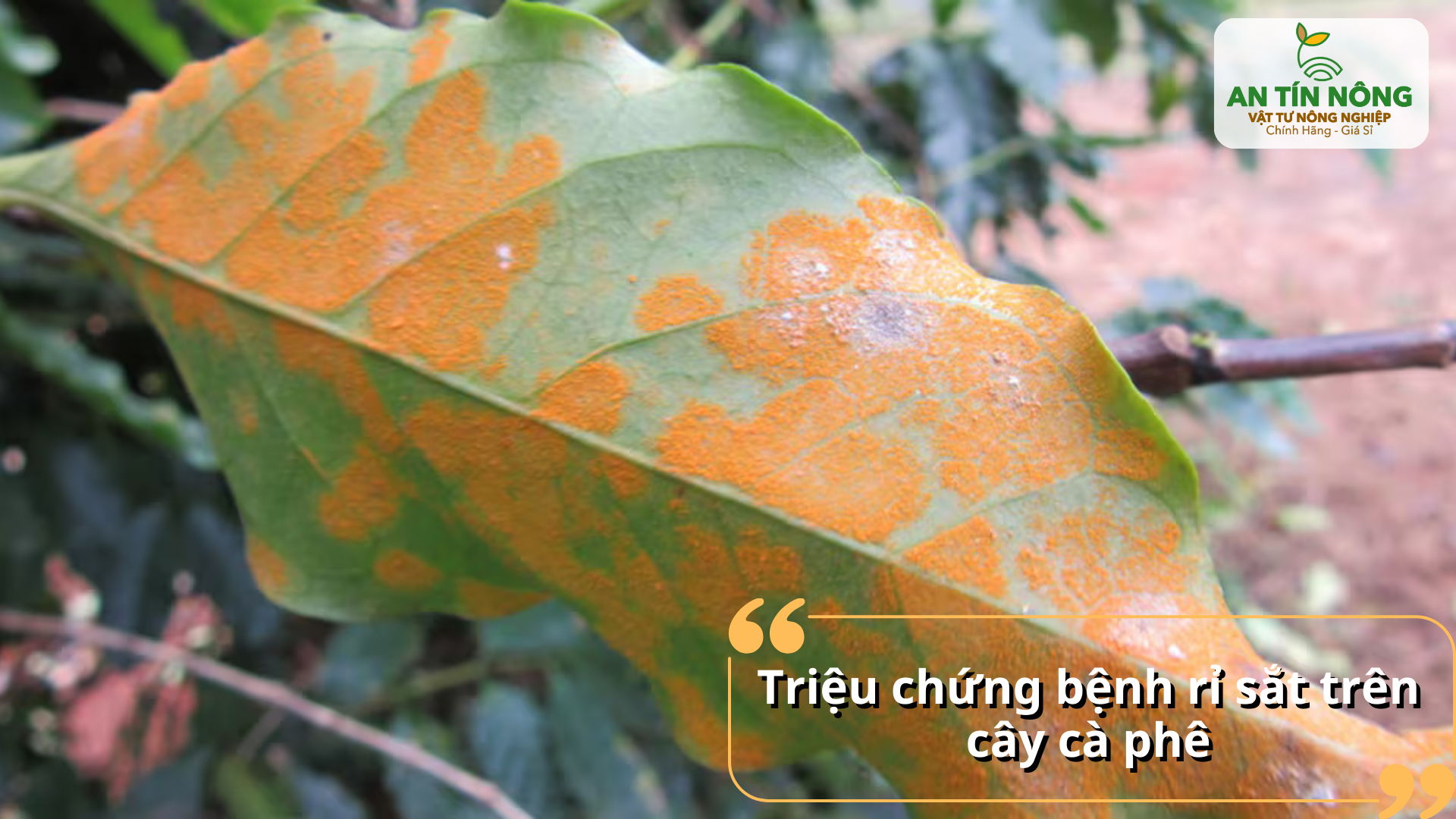 Mặt dưới lá xuất hiện các ổ bào tử màu vàng cam, lá dần vàng và rụng sớm.