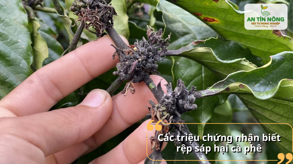 Triệu chứng rệp sáp gây hại khiến cành khô đen và trái kém phát triển