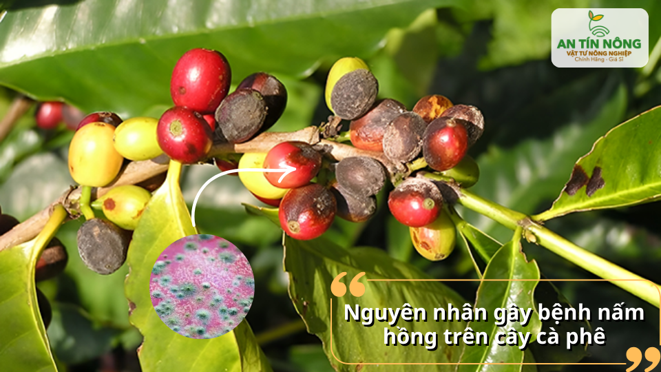 Nấm hồng xuất hiện trên chùm quả làm quả thâm đen và giảm khả năng phát triển