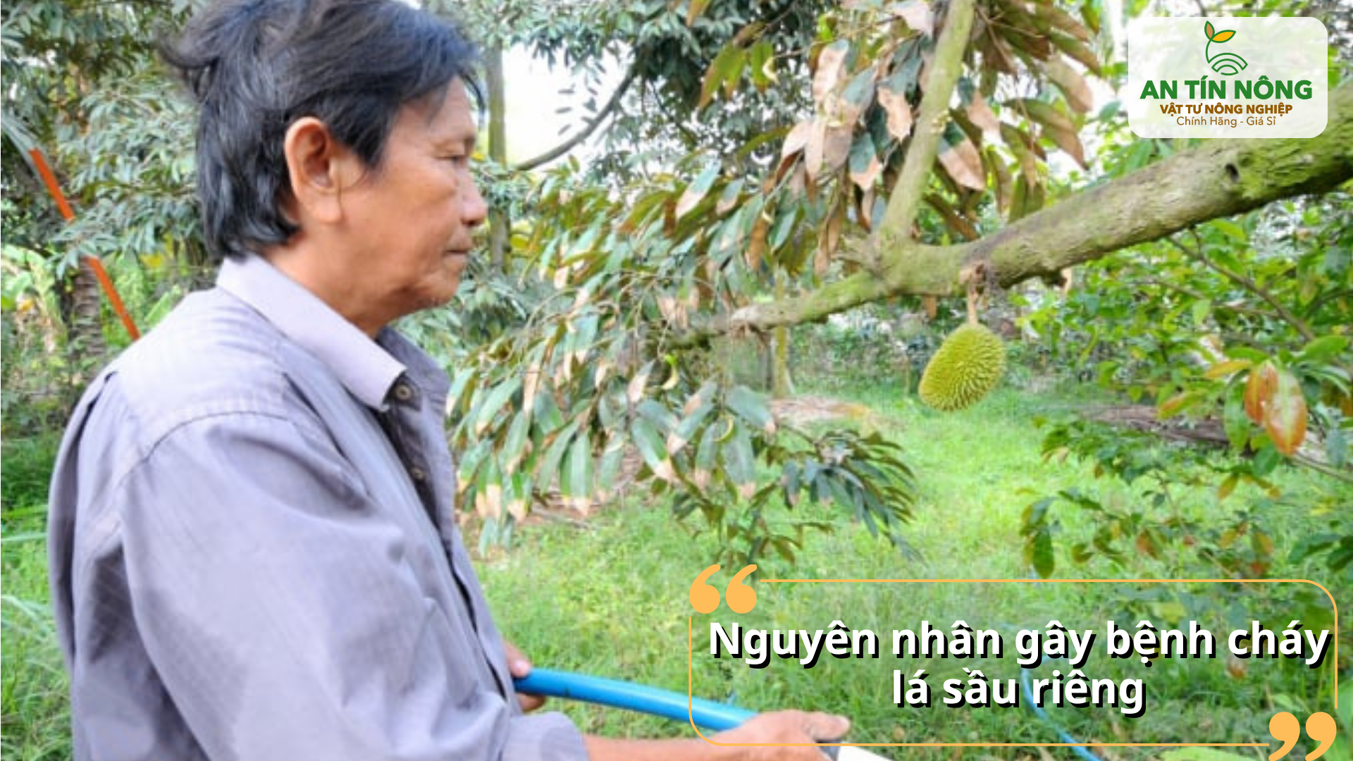 Những yếu tố khiến sầu riêng bị cháy lá và suy yếu tán