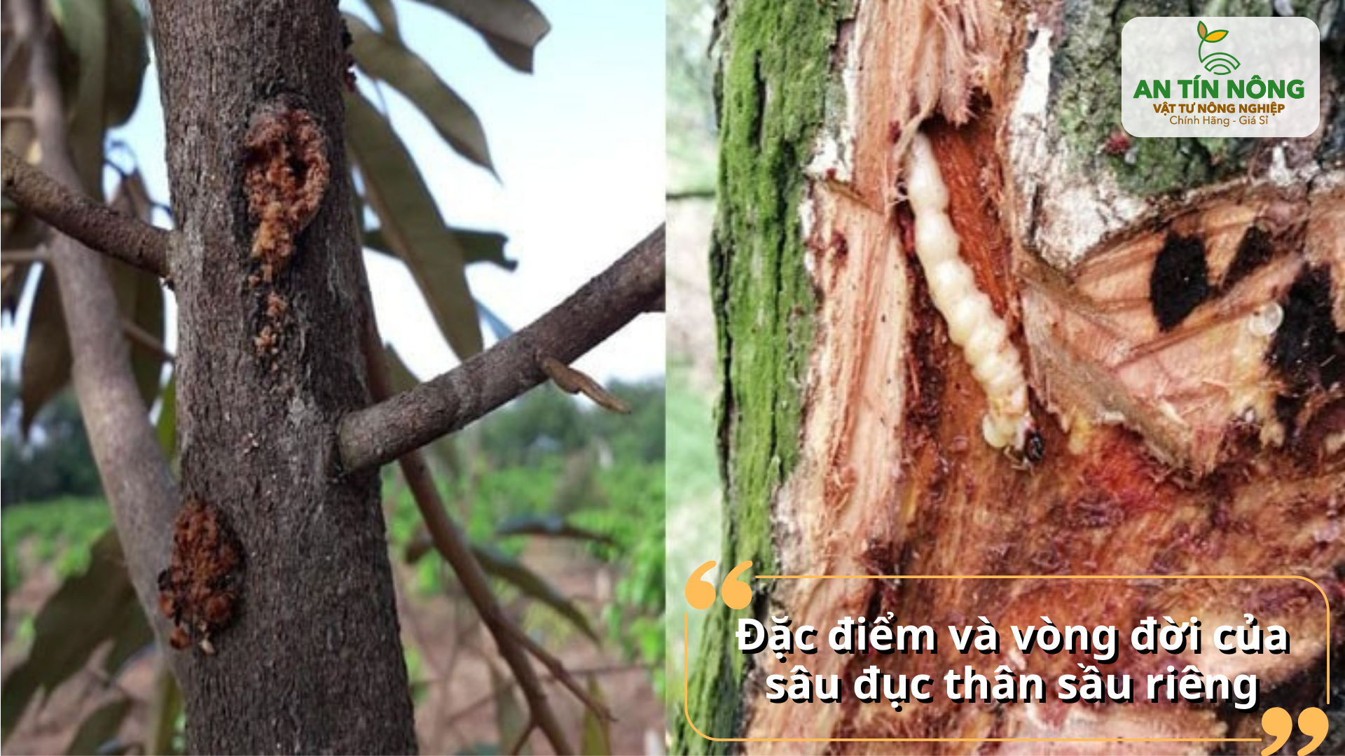 Trình bày đặc điểm nhận dạng và vòng đời của sâu đục thân để dễ phát hiện sớm