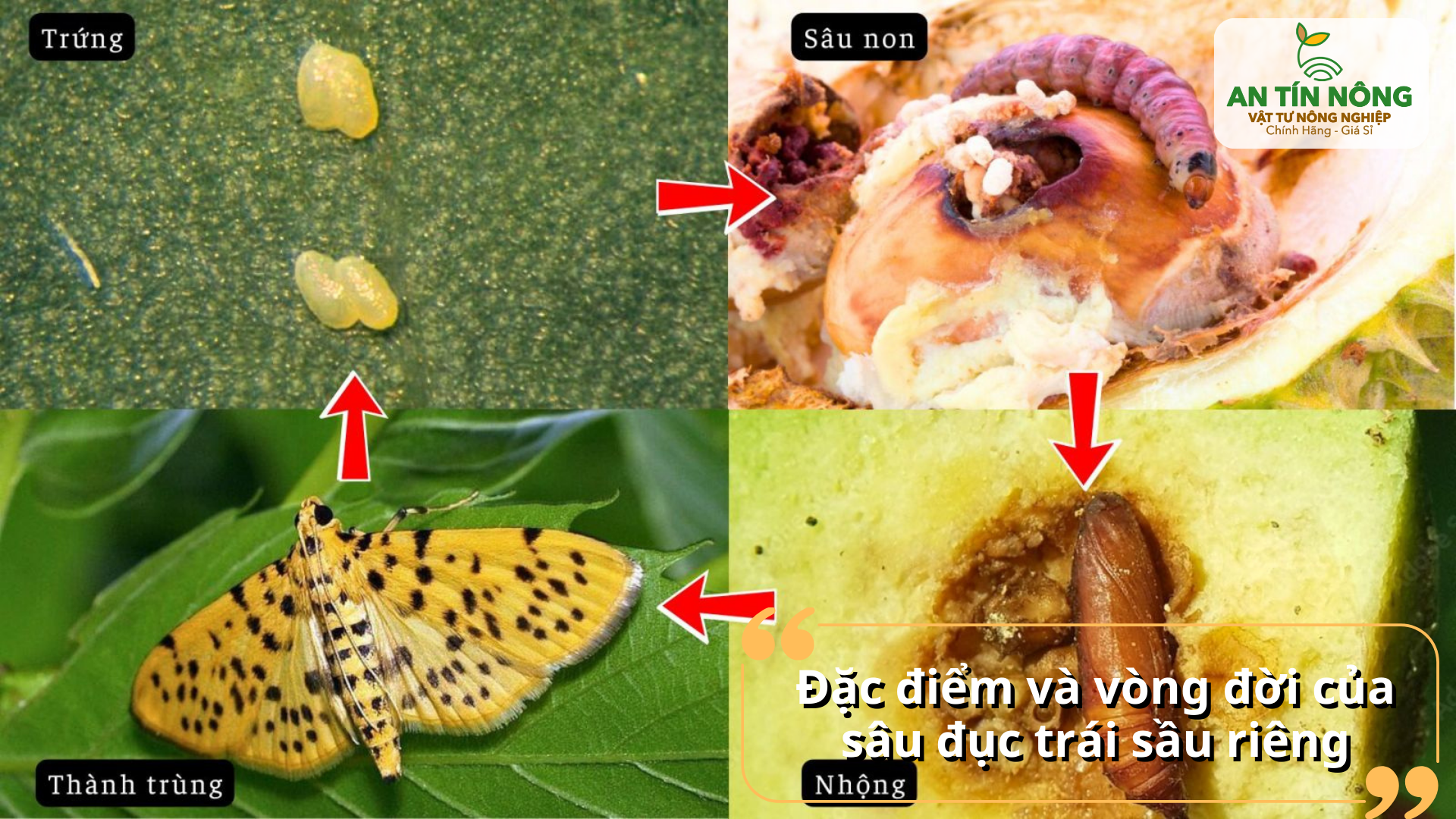 Vòng đời sâu gồm trứng – sâu non – nhộng – trưởng thành; hiểu rõ giúp canh thời điểm phòng trị tối ưu.