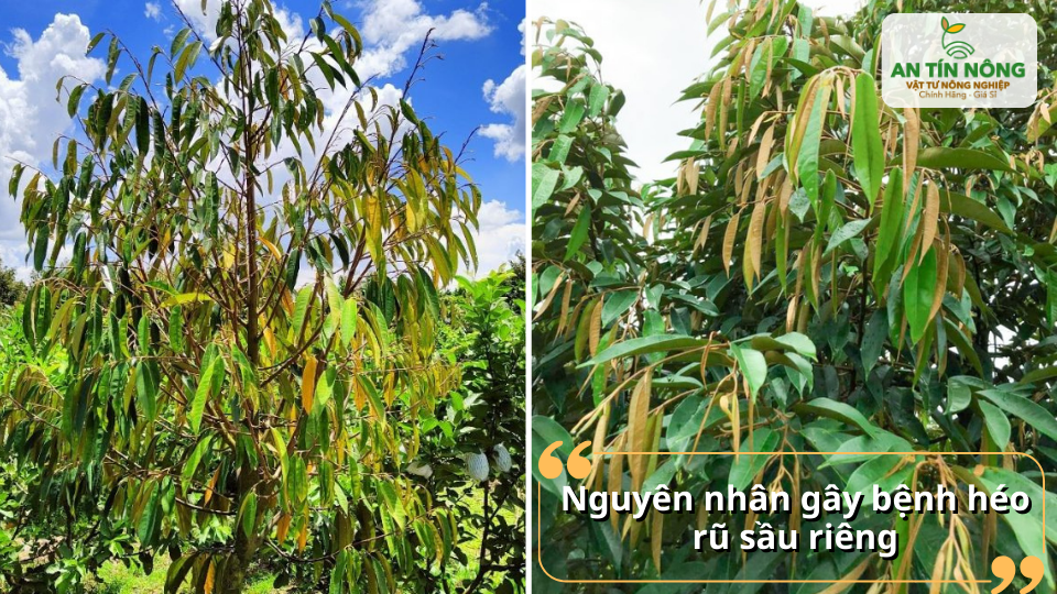 Tổng hợp các nguyên nhân khiến sầu riêng bị héo rũ từ nấm bệnh, tuyến trùng đến điều kiện đất – nước