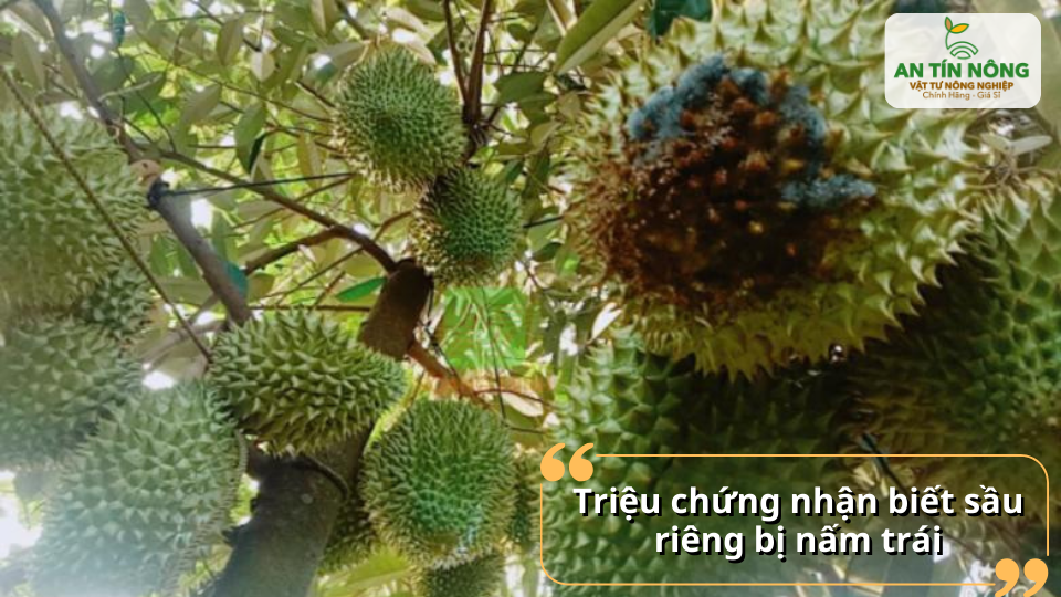 Vết thâm đen lan rộng, múi trái sậm màu, chảy nhựa – dấu hiệu điển hình khi sầu riêng bị nấm trái hiệu tấn công