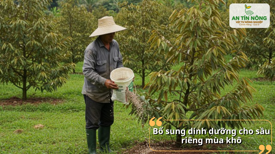Bón phân hợp lý giúp cây phục hồi, tích lũy dinh dưỡng chuẩn bị ra hoa.