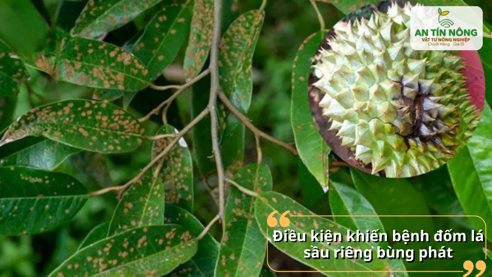 Bệnh đốm lá phát triển mạnh trên tán lá sầu riêng trong điều kiện ẩm