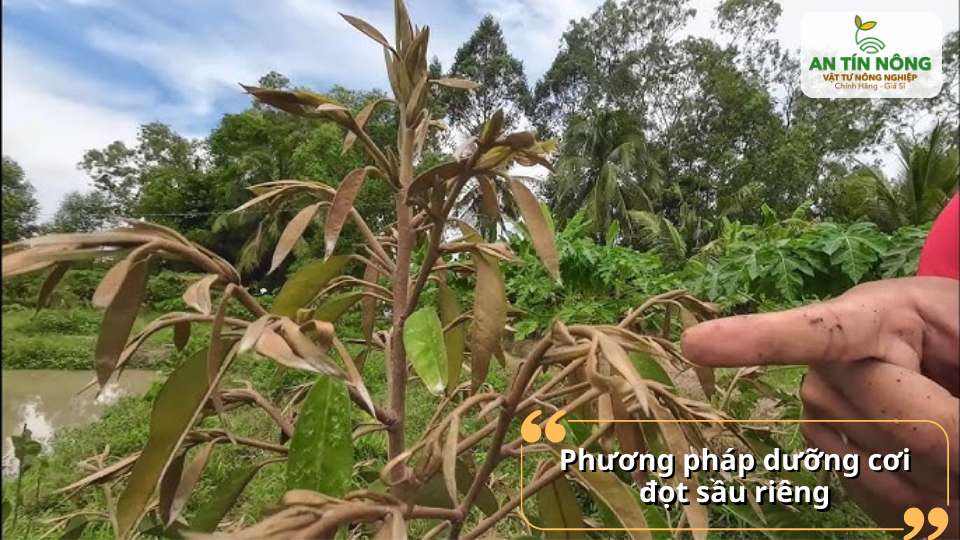 Dưỡng cơi đọt đúng cách giúp lá mở đều, xanh dày, hạn chế suy cây và sâu bệnh.