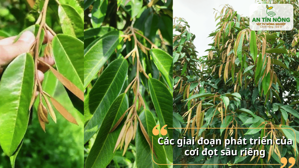 Cơi đọt sầu riêng trải qua nhiều giai đoạn: nhú đọt – bung lá – mở lá – già lá