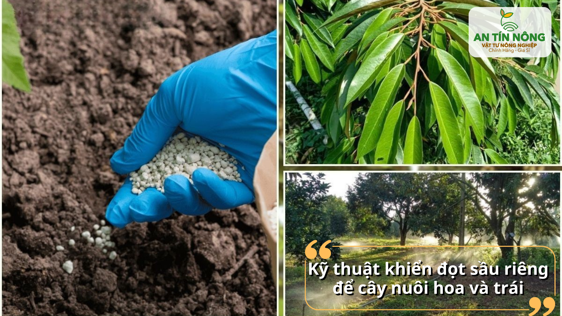 Kết hợp nước, dinh dưỡng, ánh sáng hợp lý để đọt ra đều, lá khỏe, hỗ trợ nuôi hoa và trái.