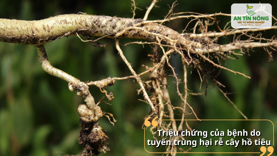 Bộ rễ hồ tiêu bị tổn thương nặng, triệu chứng điển hình của tuyến trùng hại rễ.