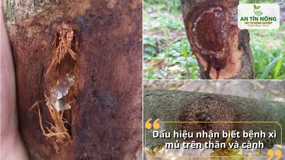 Vỏ thâm đen, nứt vỏ, chảy nhựa vàng hoặc trong như keo.