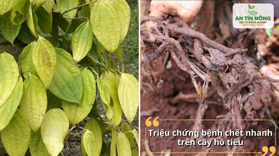Lá vàng và bộ rễ thối là triệu chứng điển hình của bệnh chết nhanh trên cây hồ tiêu