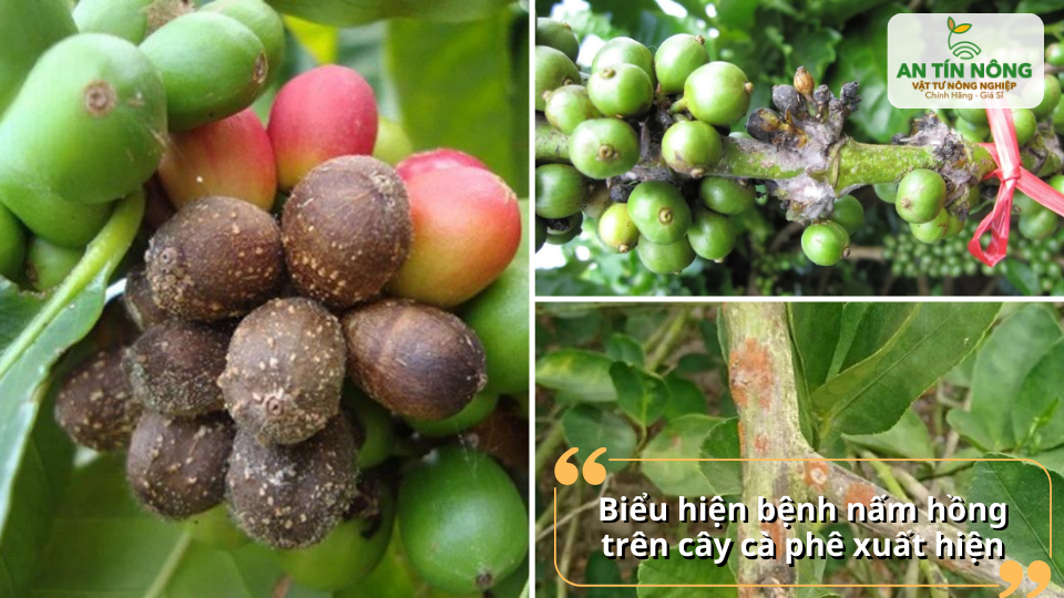 Dấu hiệu nấm hồng gây thối quả và làm cành mang trái bị suy kiệt nhanh chóng