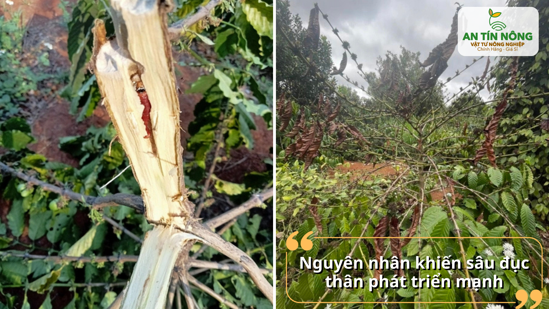 Vườn rậm rạp, cây suy yếu, ít được chăm sóc là điều kiện lý tưởng để sâu đục thân bùng phát.