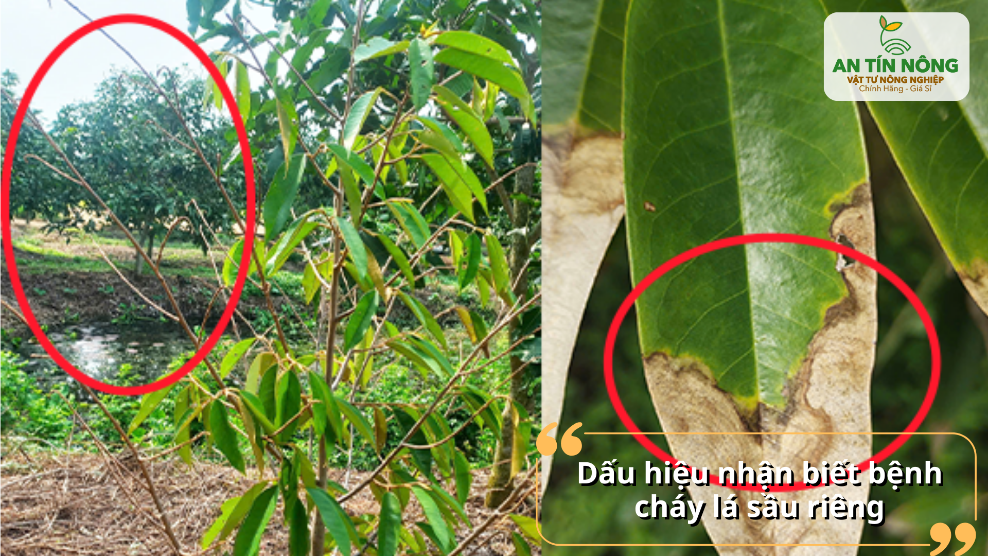 Cách nhận biết cháy lá trên sầu riêng qua lá và cành