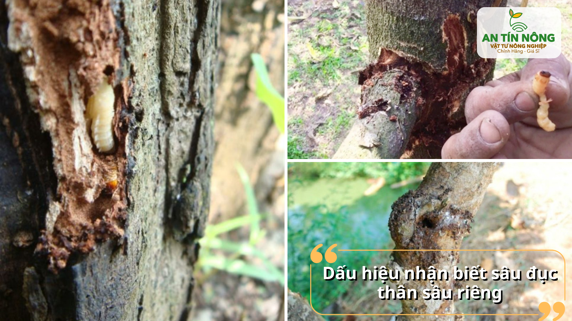 Các dấu hiệu sớm cho thấy cây đang bị sâu đục thân tấn công