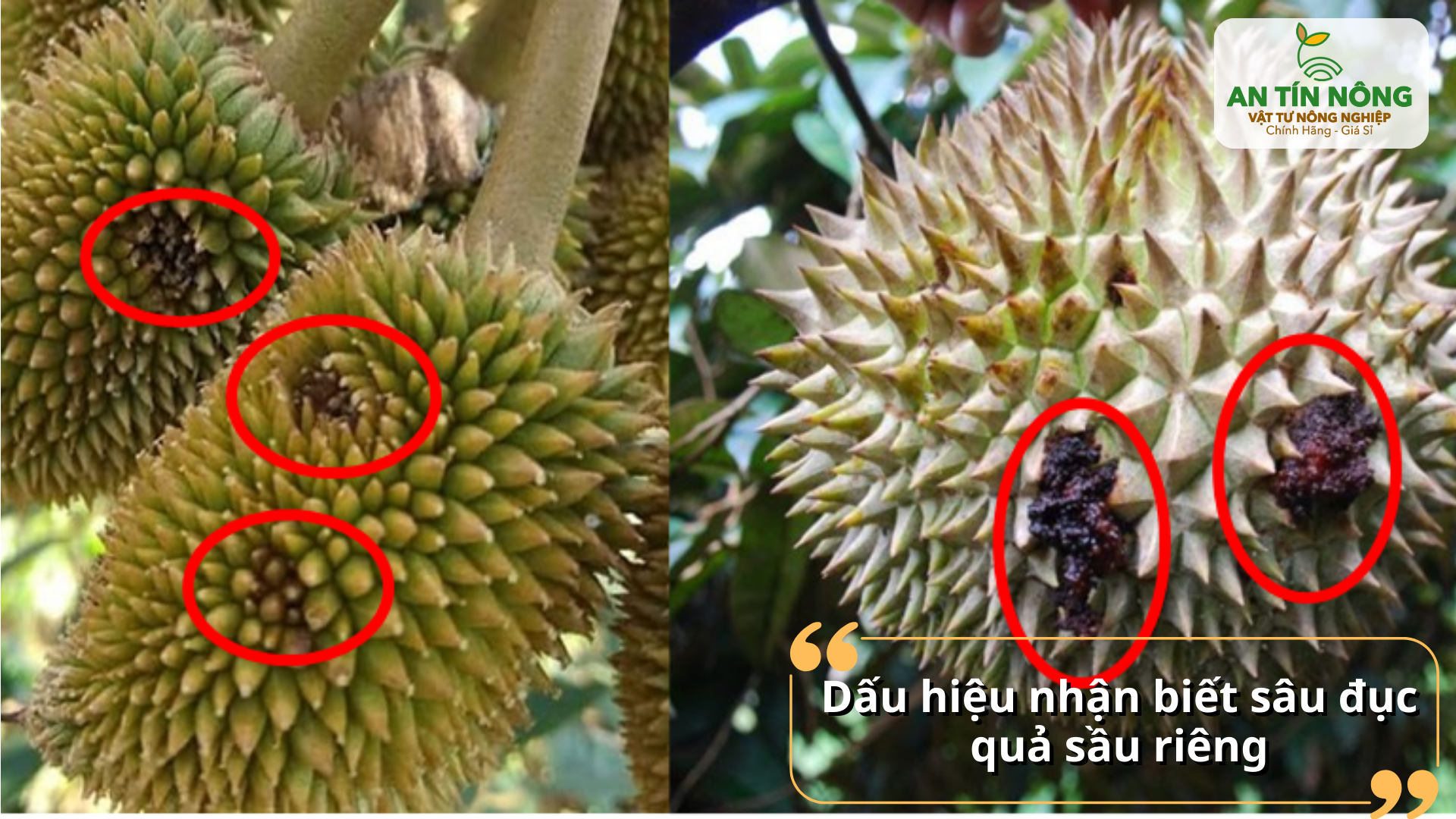 Trái bị rỉ nhựa, hóa đen tại điểm đục; bên trong có phân sâu và đường đục mềm nhũn.