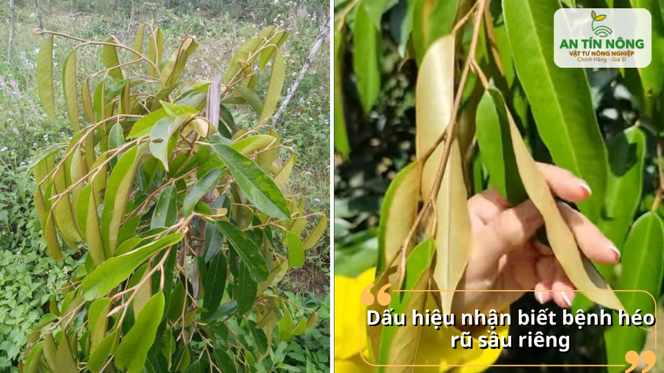Nhận biết sớm bệnh héo rũ qua biểu hiện lá rũ, vàng nhạt và cành suy yếu nhanh