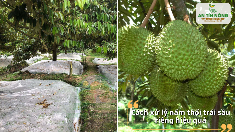 Che phủ gốc, giữ vườn khô thoáng và xử lý sớm giúp hạn chế nấm lan sang các chùm trái khác