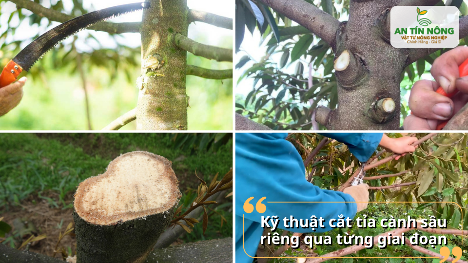 Cắt tỉa theo từng giai đoạn sinh trưởng giúp cây nuôi trái ổn định và bền sức.