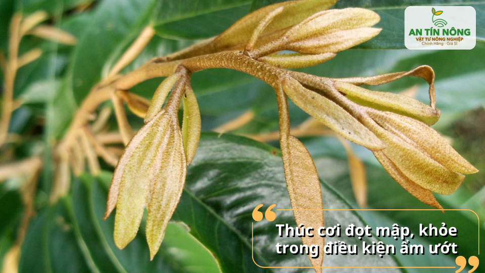 Đọt non phát triển mạnh khi cân đối dinh dưỡng và độ ẩm