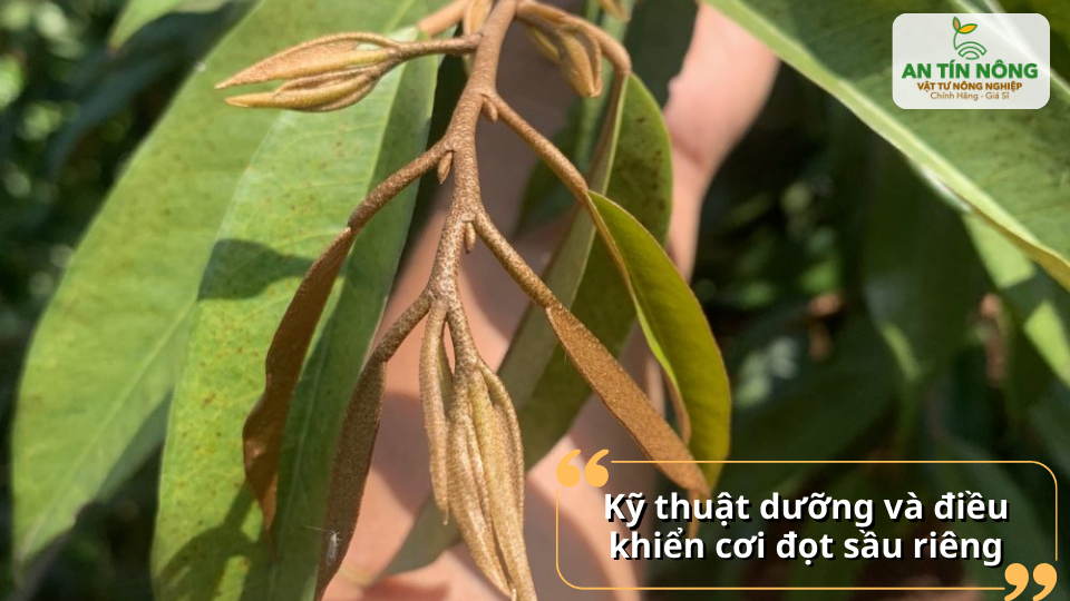 Điều khiển cơi đọt hợp lý giúp cây đi đọt đồng loạt, chuẩn bị tốt cho giai đoạn làm bông.