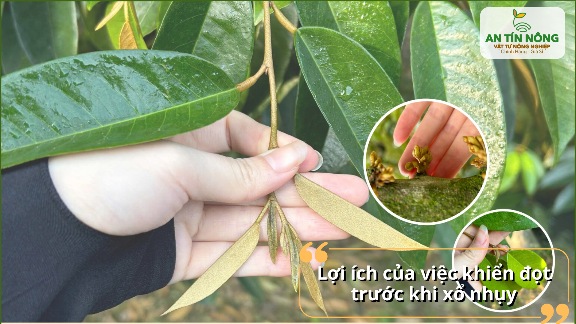 Khiển đọt chuẩn giúp hoa ra tập trung, tăng tỷ lệ đậu trái tự nhiên và giảm chi phí xử lý.