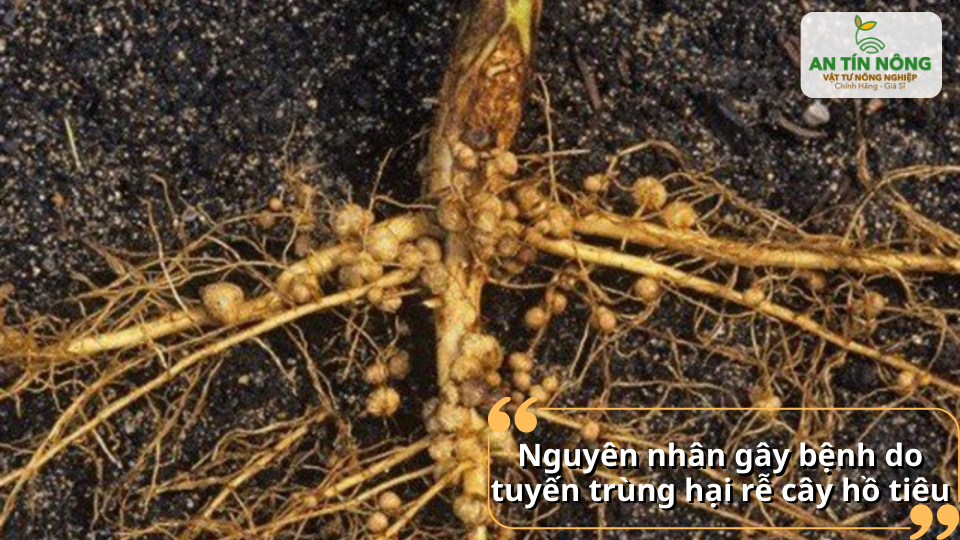 Rễ hồ tiêu xuất hiện nhiều u sưng, dấu hiệu đặc trưng do tuyến trùng gây ra