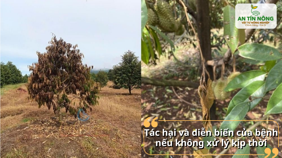 Không xử lý kịp, bệnh lan nhanh lên thân xuống rễ làm cây vàng lá, rụng trái, chết khô chỉ trong thời gian ngắn.
