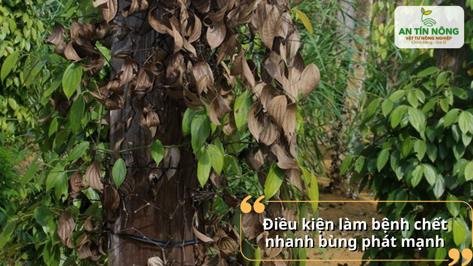 Điều kiện đất ẩm ướt và thoát nước kém làm bệnh chết nhanh trên hồ tiêu bùng phát mạnh