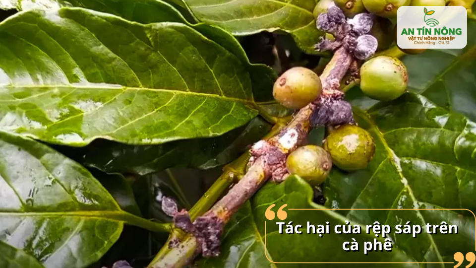 Rệp sáp gây rụng trái non làm ảnh hưởng nghiêm trọng đến sản lượng cà phê