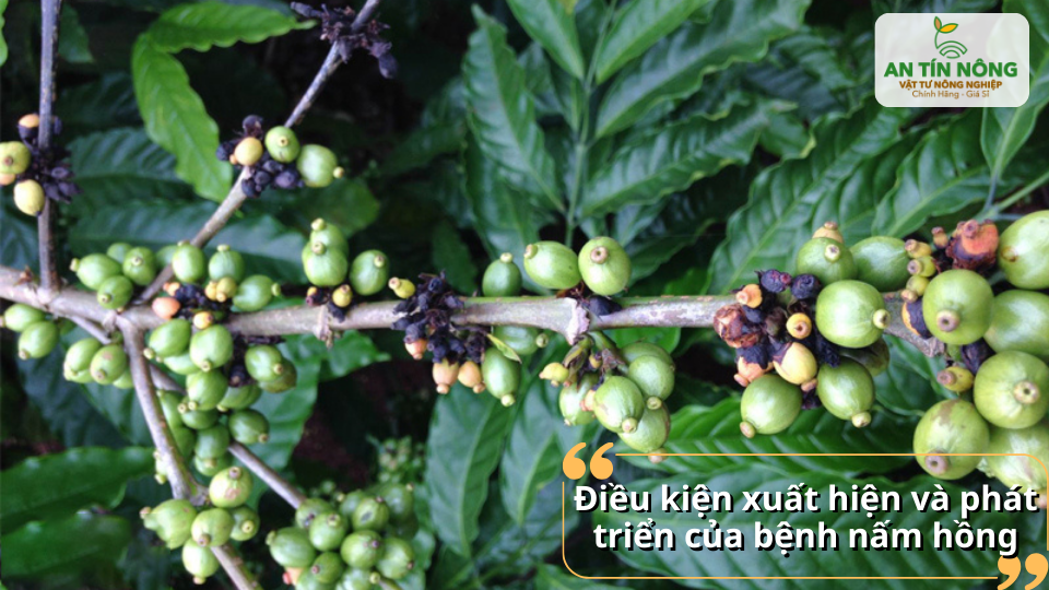 Các vết bệnh nấm hồng dễ nhận thấy trên thân và cành cà phê khi bệnh phát triển mạnh