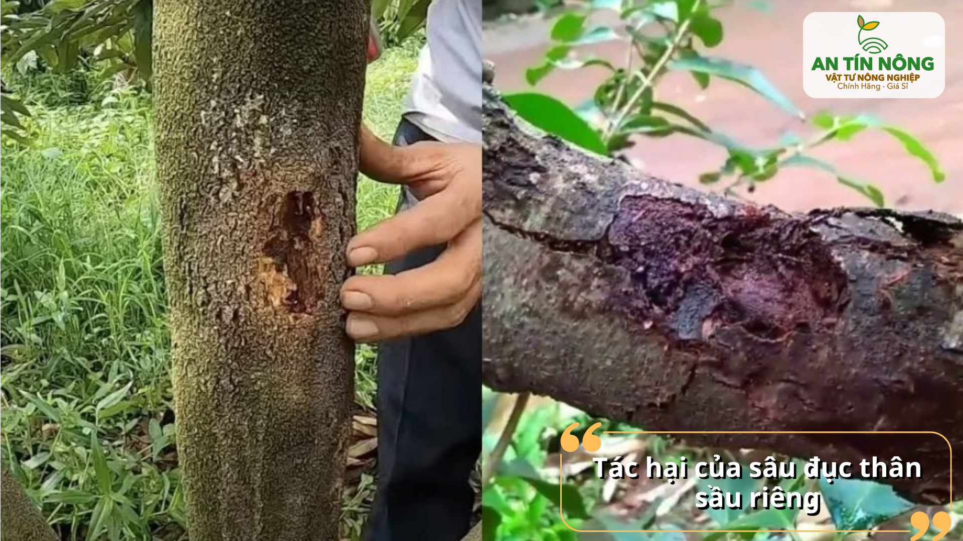 Nhìn rõ những tổn thương nghiêm trọng mà sâu đục thân gây ra nếu không xử lý kịp thời
