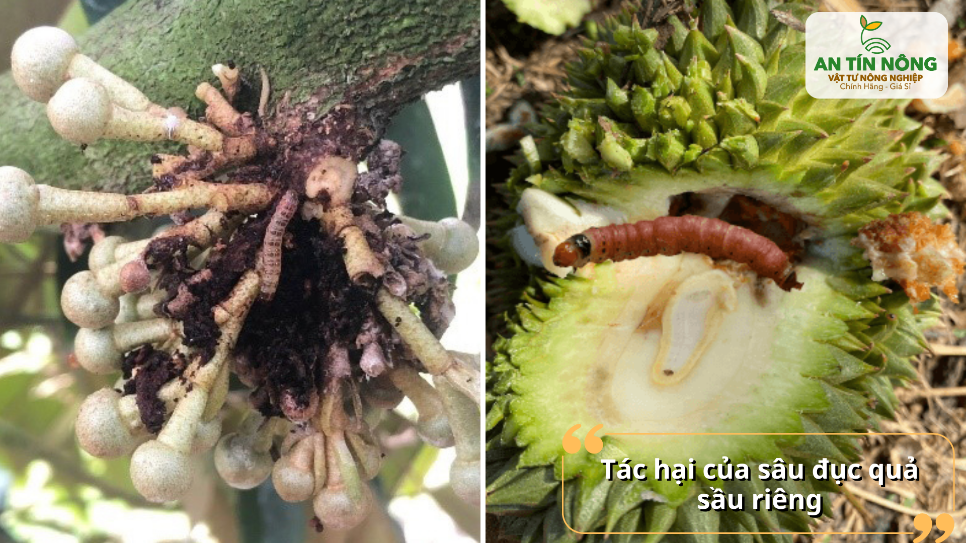 Sâu tấn công làm hư múi, thối cuống, rụng trái non và giảm chất lượng thương phẩm.