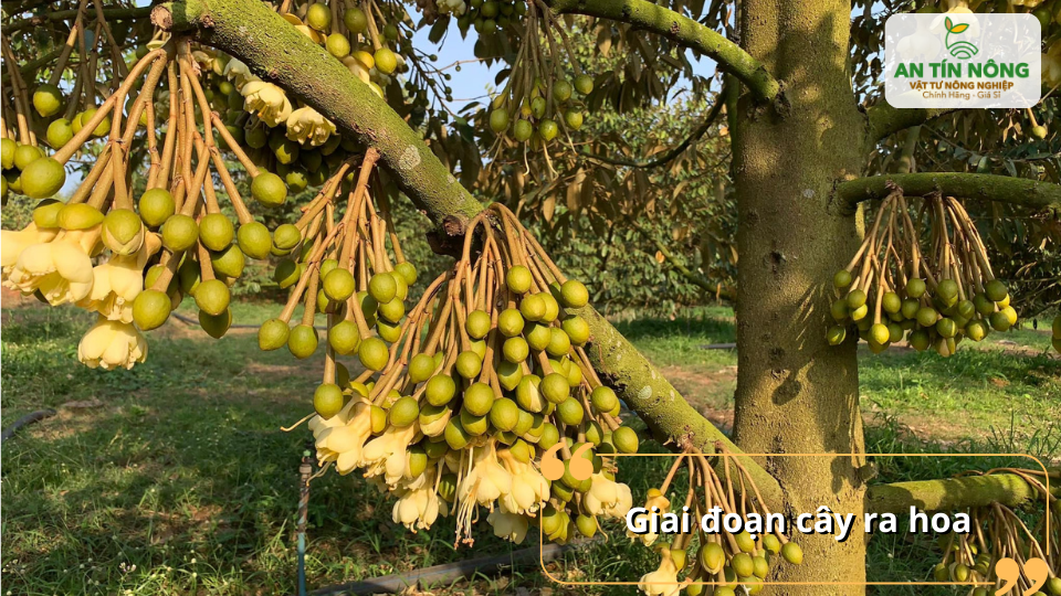 Giai đoạn ra hoa cần kiểm soát nước hợp lý để hạn chế rụng hoa và giúp cây phân hóa mầm hoa tốt hơn