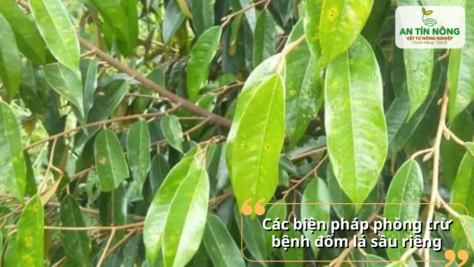 Áp dụng biện pháp chăm sóc và phòng trừ giúp hạn chế bệnh đốm lá sầu riêng.