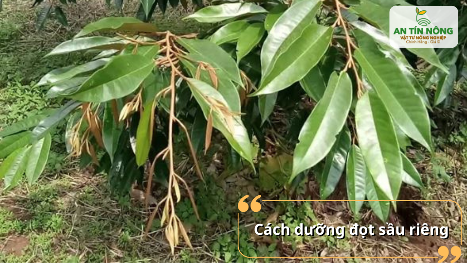 Bón phân cân đối, giữ ẩm và phòng sâu bệnh là yếu tố then chốt khi dưỡng đọt sầu riêng.