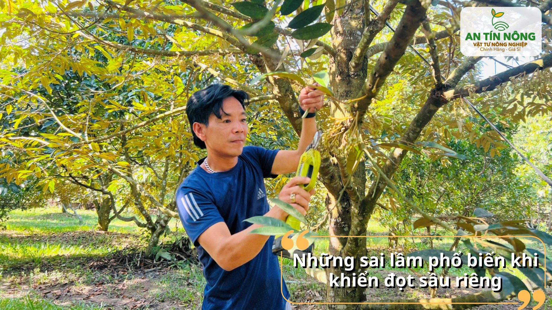 Khiển đọt sai thời điểm hoặc bón phân không cân đối dễ làm cây suy, đọt yếu, hoa kém chất lượng.