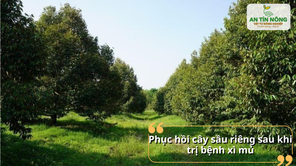 Sau khi làm sạch vết bệnh, cần phục hồi bộ rễ – tăng sức đề kháng giúp cây tái sinh mạnh và ra tược khỏe.