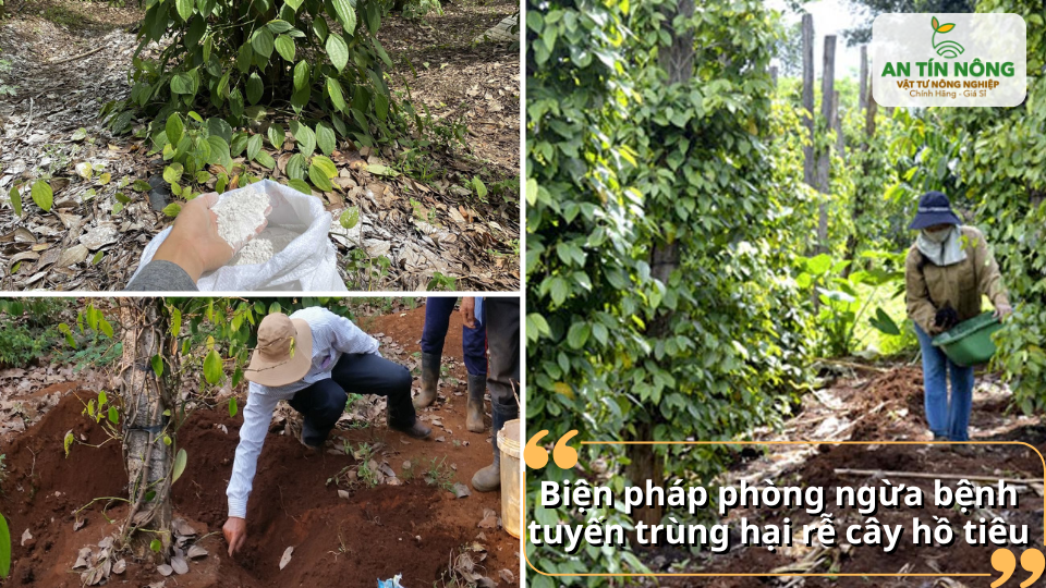Áp dụng biện pháp cải tạo đất và xử lý gốc để phòng ngừa tuyến trùng hại rễ hồ tiêu.