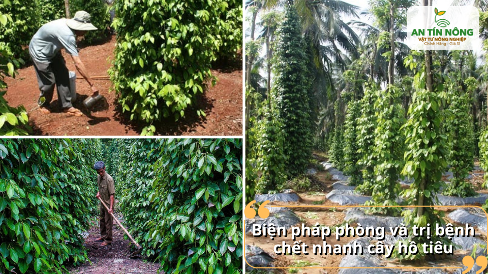 Áp dụng biện pháp phòng và trị bệnh tổng hợp giúp vườn hồ tiêu sinh trưởng ổn định và bền vững