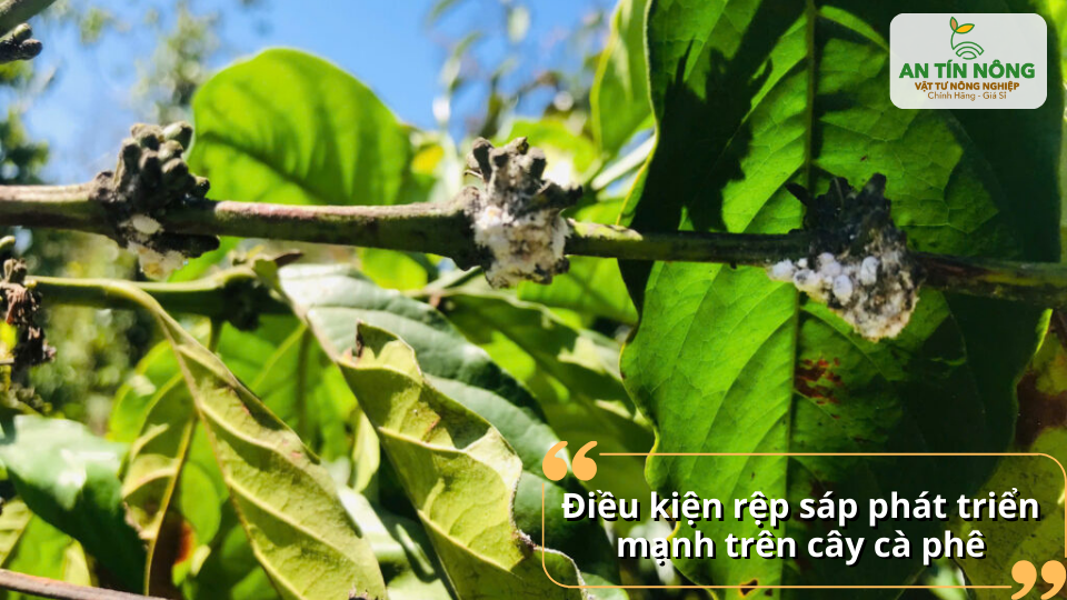 Điều kiện nắng nóng xen kẽ ẩm thấp tạo môi trường thuận lợi cho rệp sáp sinh sôi