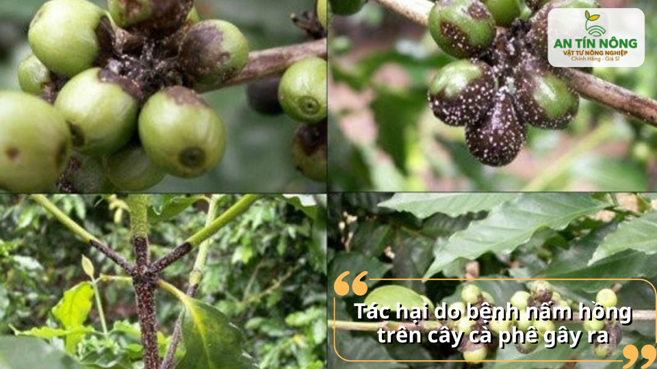 Điều kiện ẩm độ cao tạo môi trường thuận lợi cho nấm hồng lây lan trên vườn cà phê