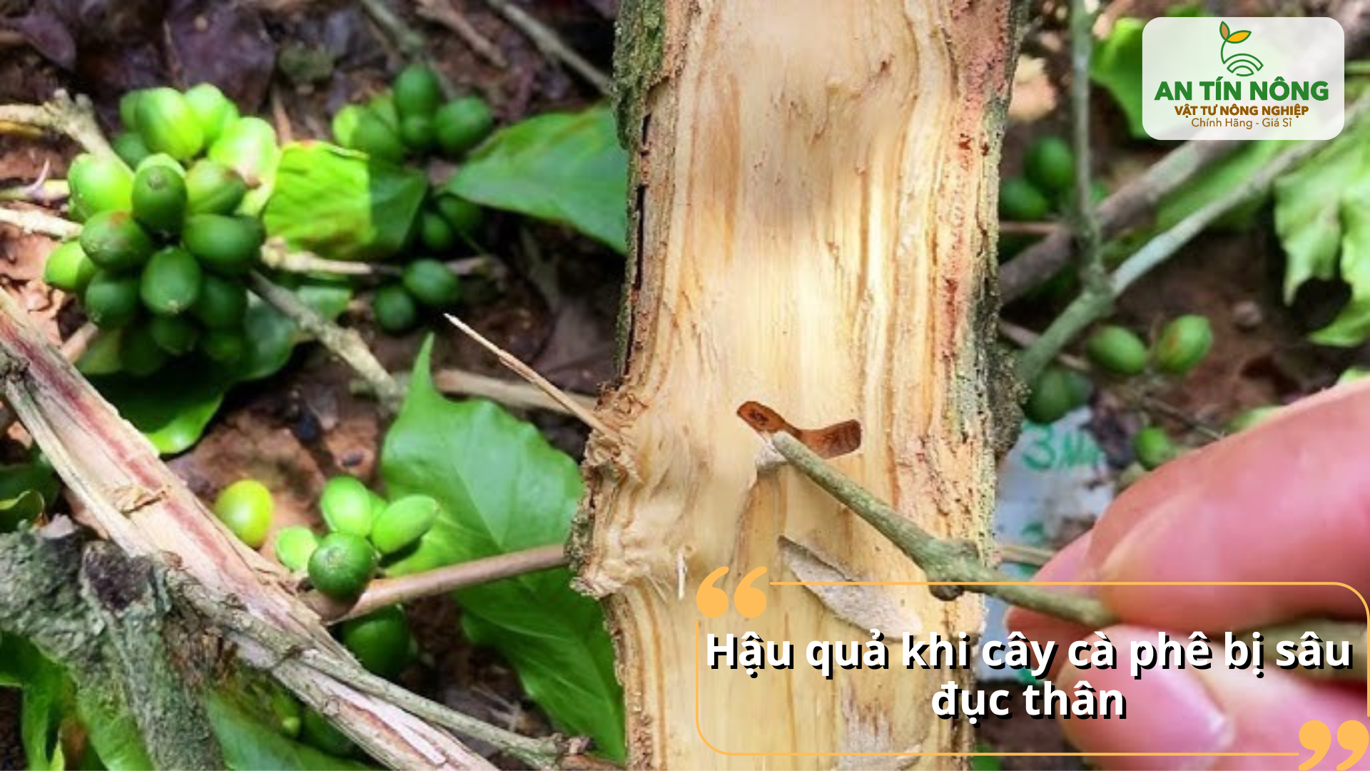 Nếu không xử lý kịp thời, cây có thể chết cành, mất sức sinh trưởng và giảm mạnh sản lượng thu hoạch.